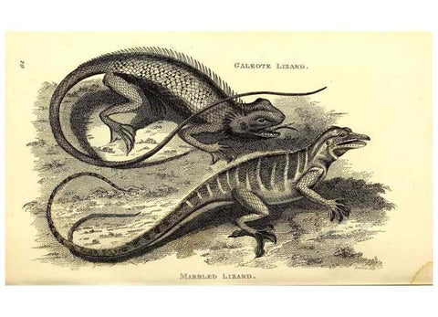 Reproducción/Reproduction 49827167967: General zoology, or Systematic natural history. London,Printed for G. Kearsley,1800-1826.. 