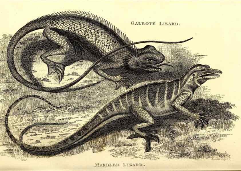 Reproducción/Reproduction 49827167967: General zoology, or Systematic natural history. London,Printed for G. Kearsley,1800-1826.. 