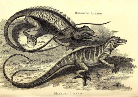 Reproducción/Reproduction 49827167967: General zoology, or Systematic natural history. London,Printed for G. Kearsley,1800-1826.. 