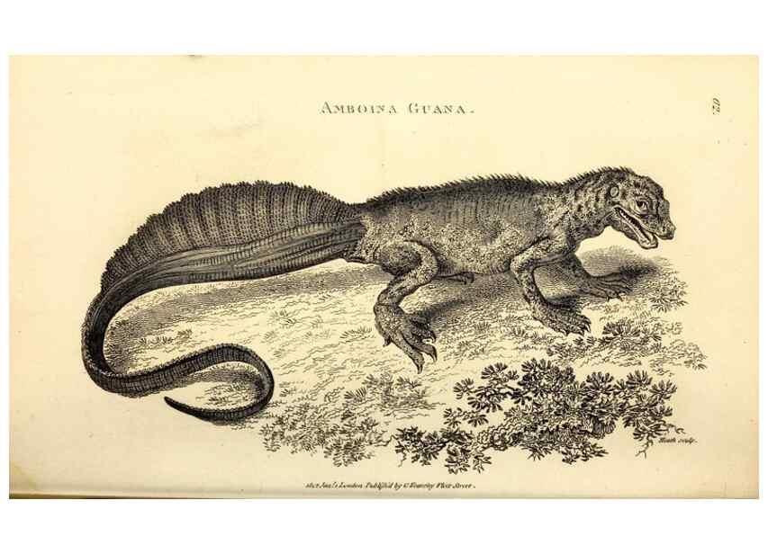 Reproducción/Reproduction 49826852341: General zoology, or Systematic natural history. London,Printed for G. Kearsley,1800-1826.. 