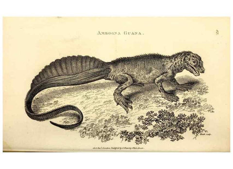 Reproducción/Reproduction 49826852341: General zoology, or Systematic natural history. London,Printed for G. Kearsley,1800-1826.. 