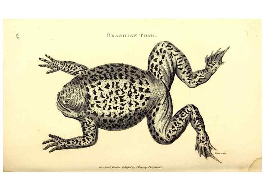 Reproducción/Reproduction 49826313198: General zoology, or Systematic natural history. London,Printed for G. Kearsley,1800-1826.. 