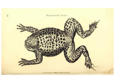Reproducción/Reproduction 49826313198: General zoology, or Systematic natural history. London,Printed for G. Kearsley,1800-1826.. 