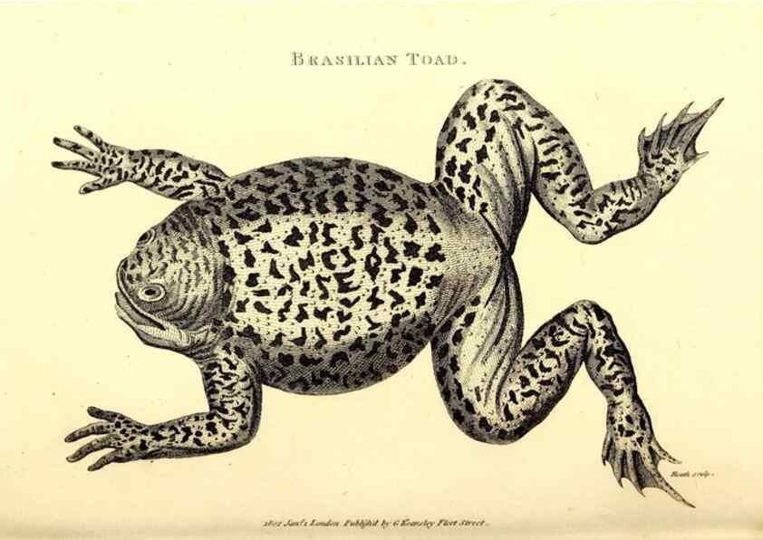 Reproducción/Reproduction 49826313198: General zoology, or Systematic natural history. London,Printed for G. Kearsley,1800-1826.. 
