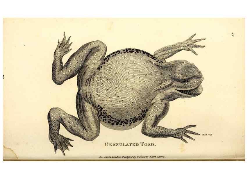 Reproducción/Reproduction 49826847476: General zoology, or Systematic natural history. London,Printed for G. Kearsley,1800-1826.. 