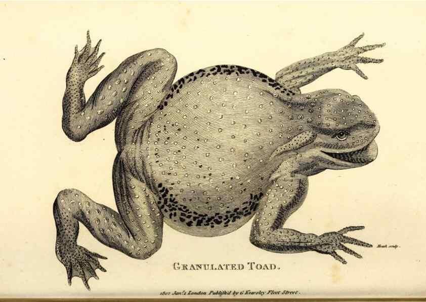 Reproducción/Reproduction 49826847476: General zoology, or Systematic natural history. London,Printed for G. Kearsley,1800-1826.. 
