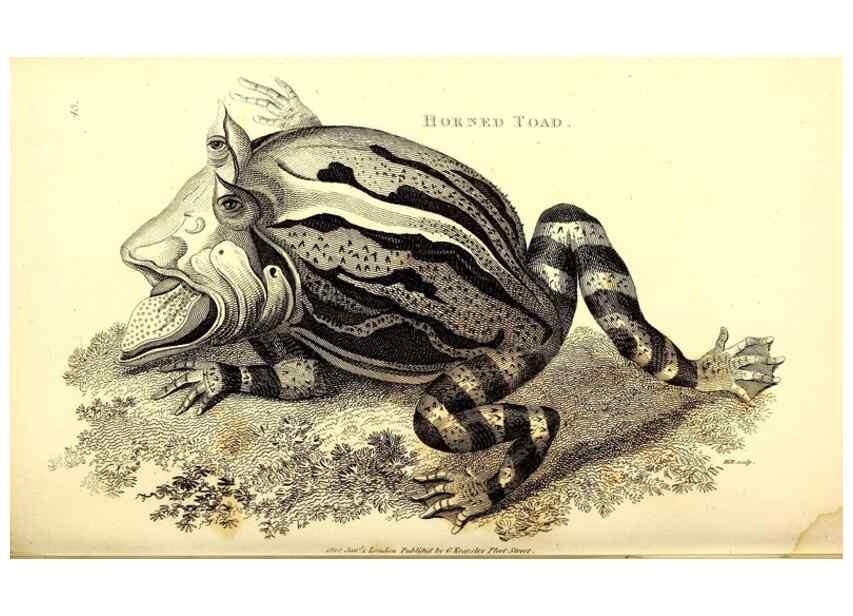 Reproducción/Reproduction 49826313948: General zoology, or Systematic natural history. London,Printed for G. Kearsley,1800-1826.. 