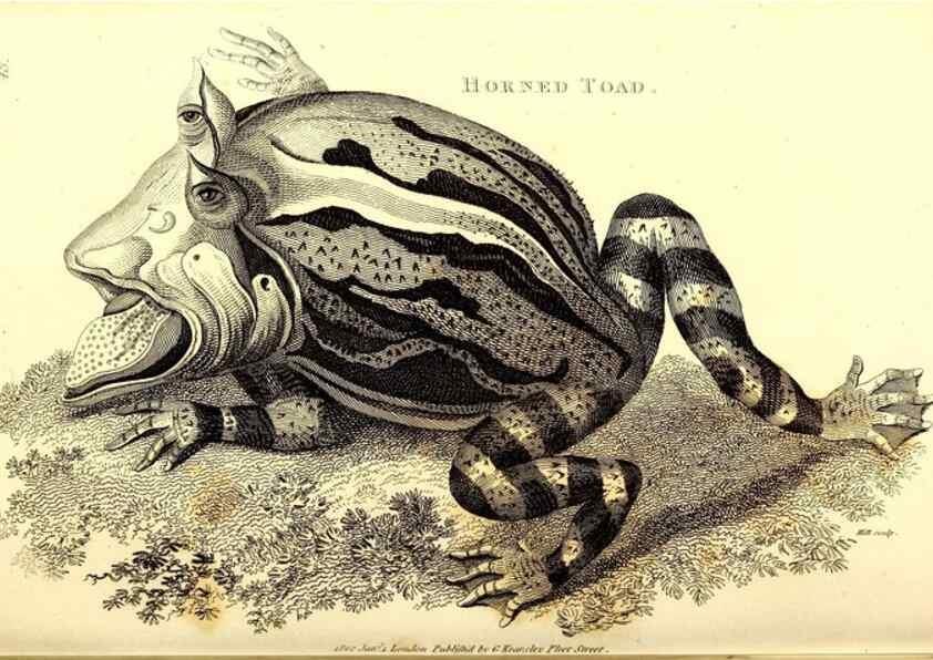 Reproducción/Reproduction 49826313948: General zoology, or Systematic natural history. London,Printed for G. Kearsley,1800-1826.. 