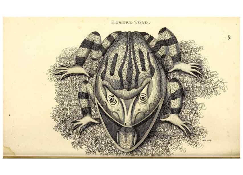 Reproducción/Reproduction 49827163257: General zoology, or Systematic natural history. London,Printed for G. Kearsley,1800-1826.. 