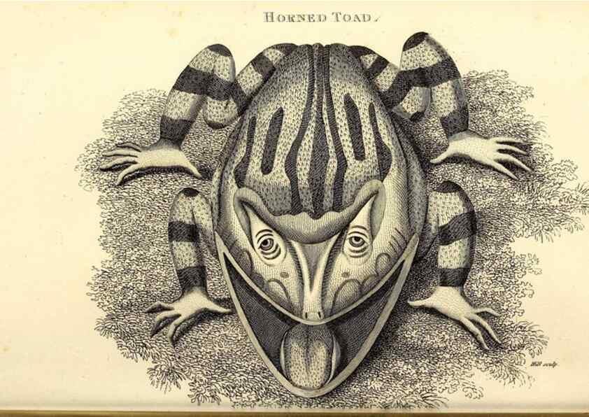 Reproducción/Reproduction 49827163257: General zoology, or Systematic natural history. London,Printed for G. Kearsley,1800-1826.. 