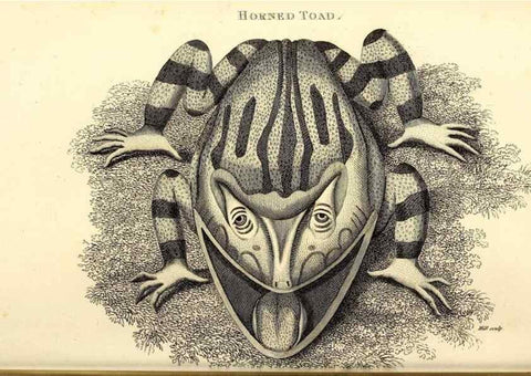 Reproducción/Reproduction 49827163257: General zoology, or Systematic natural history. London,Printed for G. Kearsley,1800-1826.. 
