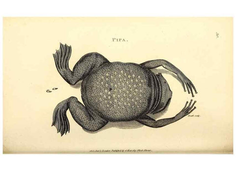 Reproducción/Reproduction 49827163572: General zoology, or Systematic natural history. London,Printed for G. Kearsley,1800-1826.. 