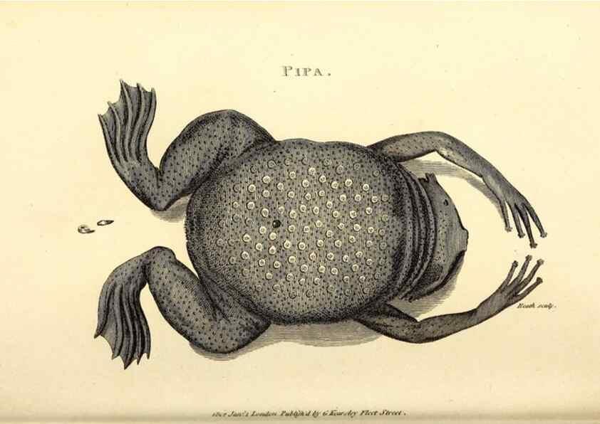 Reproducción/Reproduction 49827163572: General zoology, or Systematic natural history. London,Printed for G. Kearsley,1800-1826.. 