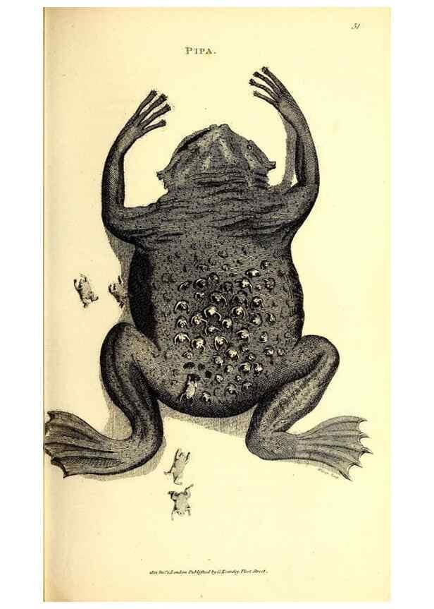 Reproducción/Reproduction 49826315093: General zoology, or Systematic natural history. London,Printed for G. Kearsley,1800-1826.. 