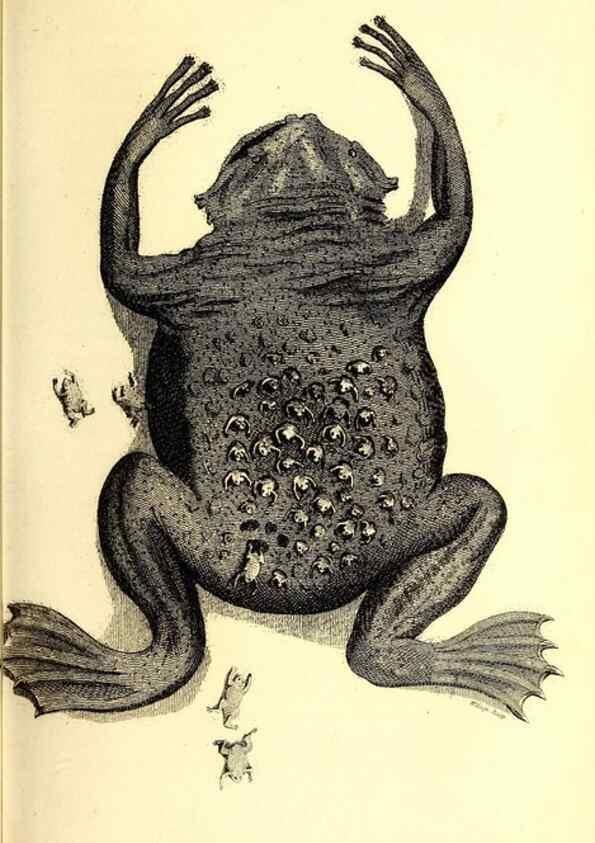 Reproducción/Reproduction 49826315093: General zoology, or Systematic natural history. London,Printed for G. Kearsley,1800-1826.. 