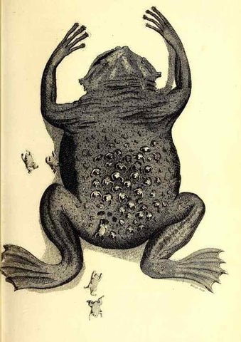 Reproducción/Reproduction 49826315093: General zoology, or Systematic natural history. London,Printed for G. Kearsley,1800-1826.. 