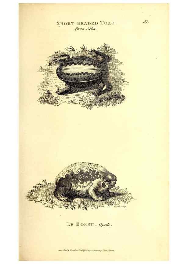 Reproducción/Reproduction 49826849296: General zoology, or Systematic natural history. London,Printed for G. Kearsley,1800-1826.. 