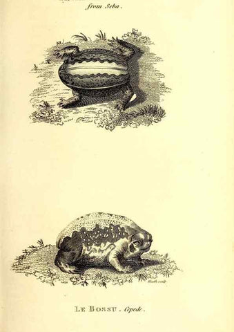 Reproducción/Reproduction 49826849296: General zoology, or Systematic natural history. London,Printed for G. Kearsley,1800-1826.. 