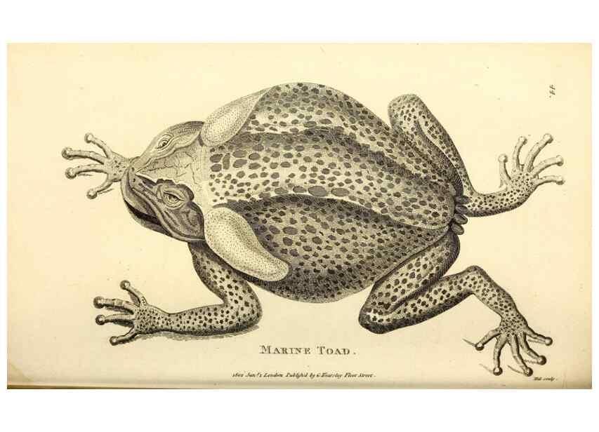 Reproducción/Reproduction 49827161467: General zoology, or Systematic natural history. London,Printed for G. Kearsley,1800-1826.. 