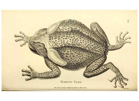 Reproducción/Reproduction 49827161467: General zoology, or Systematic natural history. London,Printed for G. Kearsley,1800-1826.. 