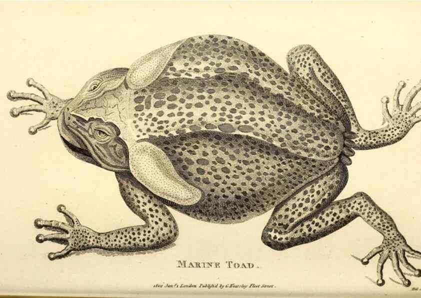 Reproducción/Reproduction 49827161467: General zoology, or Systematic natural history. London,Printed for G. Kearsley,1800-1826.. 