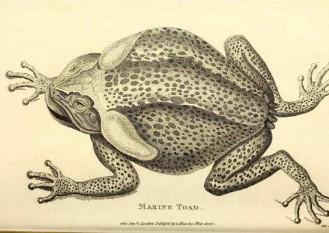 Reproducción/Reproduction 49827161467: General zoology, or Systematic natural history. London,Printed for G. Kearsley,1800-1826.. 