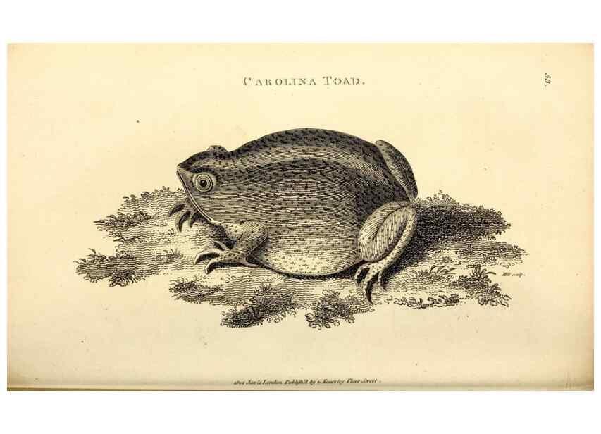 Reproducción/Reproduction 49826849546: General zoology, or Systematic natural history. London,Printed for G. Kearsley,1800-1826.. 