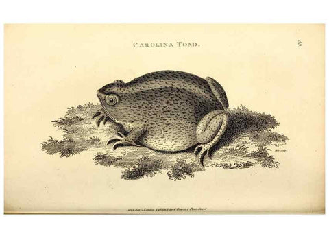 Reproducción/Reproduction 49826849546: General zoology, or Systematic natural history. London,Printed for G. Kearsley,1800-1826.. 