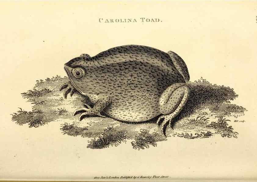 Reproducción/Reproduction 49826849546: General zoology, or Systematic natural history. London,Printed for G. Kearsley,1800-1826.. 