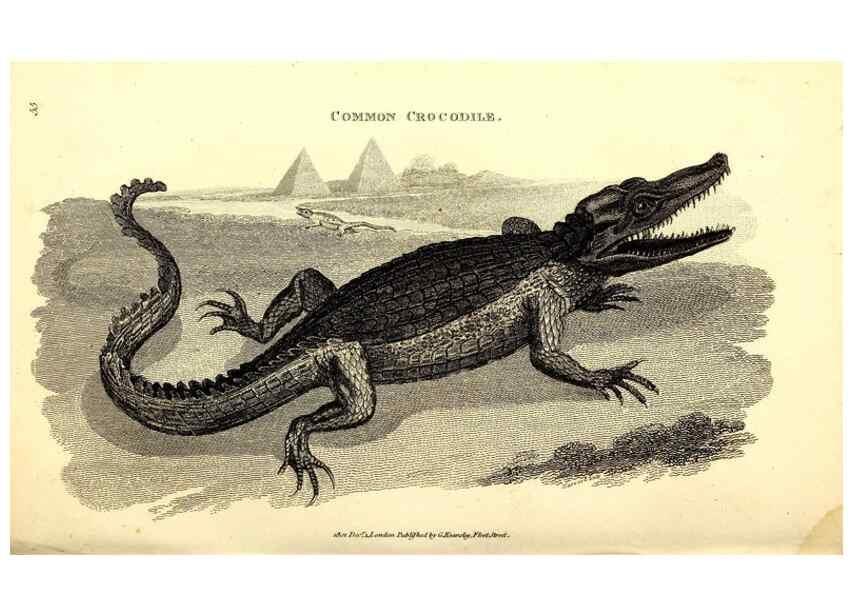 Reproducción/Reproduction 49826316628: General zoology, or Systematic natural history. London,Printed for G. Kearsley,1800-1826.. 