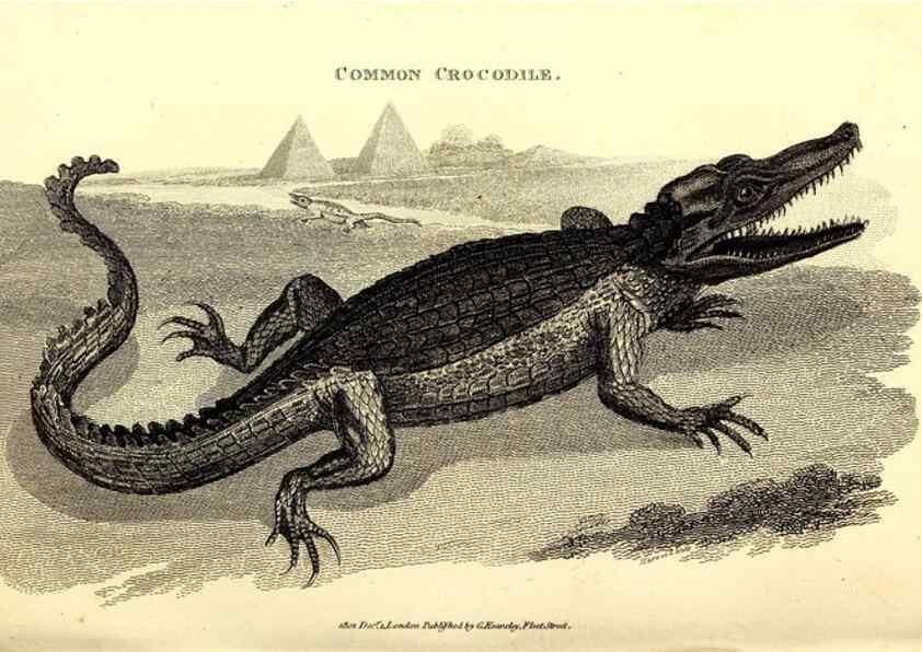 Reproducción/Reproduction 49826316628: General zoology, or Systematic natural history. London,Printed for G. Kearsley,1800-1826.. 