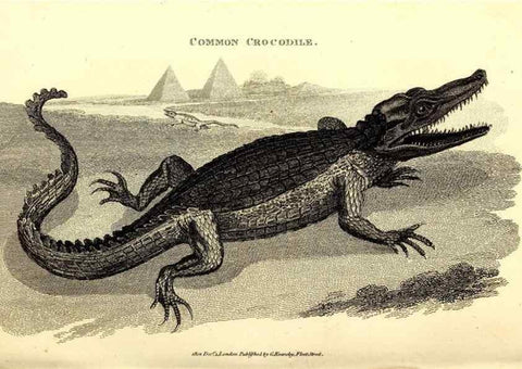 Reproducción/Reproduction 49826316628: General zoology, or Systematic natural history. London,Printed for G. Kearsley,1800-1826.. 