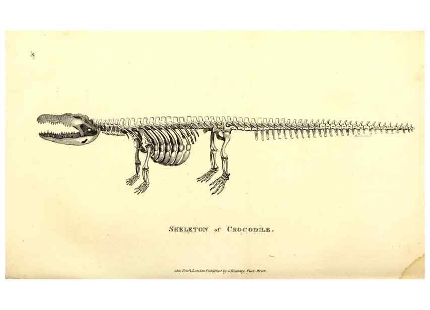 Reproducción/Reproduction 49827165627: General zoology, or Systematic natural history. London,Printed for G. Kearsley,1800-1826.. 