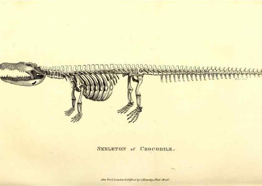 Reproducción/Reproduction 49827165627: General zoology, or Systematic natural history. London,Printed for G. Kearsley,1800-1826.. 