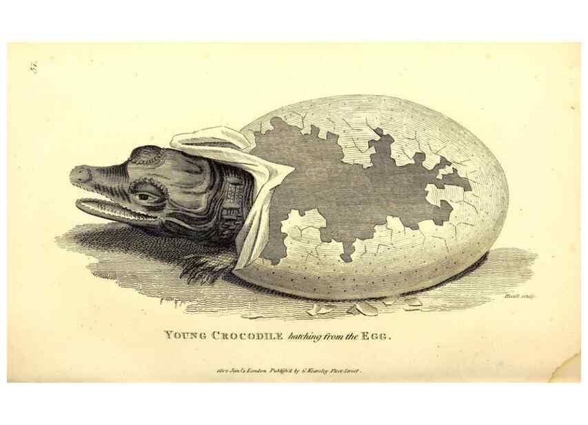 Reproducción/Reproduction 49826850996: General zoology, or Systematic natural history. London,Printed for G. Kearsley,1800-1826.. 