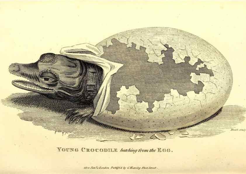 Reproducción/Reproduction 49826850996: General zoology, or Systematic natural history. London,Printed for G. Kearsley,1800-1826.. 