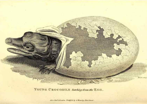 Reproducción/Reproduction 49826850996: General zoology, or Systematic natural history. London,Printed for G. Kearsley,1800-1826.. 