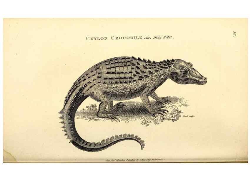 Reproducción/Reproduction 49826851276: General zoology, or Systematic natural history. London,Printed for G. Kearsley,1800-1826.. 
