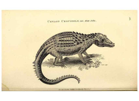 Reproducción/Reproduction 49826851276: General zoology, or Systematic natural history. London,Printed for G. Kearsley,1800-1826.. 