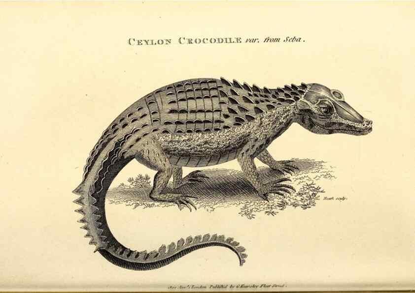 Reproducción/Reproduction 49826851276: General zoology, or Systematic natural history. London,Printed for G. Kearsley,1800-1826.. 