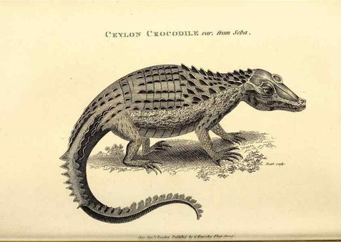 Reproducción/Reproduction 49826851276: General zoology, or Systematic natural history. London,Printed for G. Kearsley,1800-1826.. 