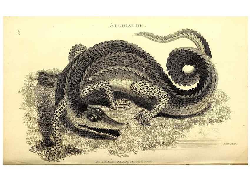 Reproducción/Reproduction 49826851536: General zoology, or Systematic natural history. London,Printed for G. Kearsley,1800-1826.. 