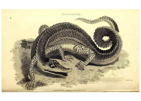Reproducción/Reproduction 49826851536: General zoology, or Systematic natural history. London,Printed for G. Kearsley,1800-1826.. 