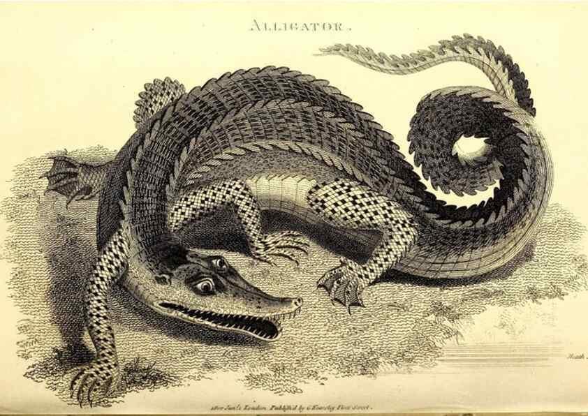 Reproducción/Reproduction 49826851536: General zoology, or Systematic natural history. London,Printed for G. Kearsley,1800-1826.. 