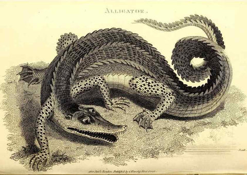 Reproducción/Reproduction 49826851536: General zoology, or Systematic natural history. London,Printed for G. Kearsley,1800-1826.. 