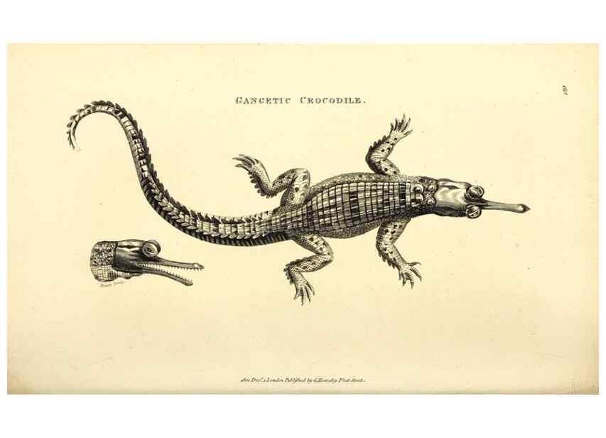Reproducción/Reproduction 49826851781: General zoology, or Systematic natural history. London,Printed for G. Kearsley,1800-1826.. 