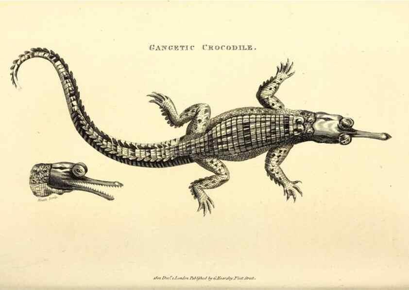 Reproducción/Reproduction 49826851781: General zoology, or Systematic natural history. London,Printed for G. Kearsley,1800-1826.. 