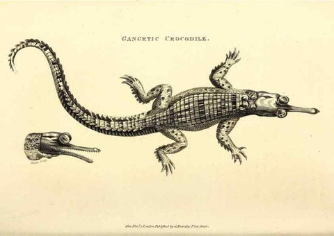 Reproducción/Reproduction 49826851781: General zoology, or Systematic natural history. London,Printed for G. Kearsley,1800-1826.. 