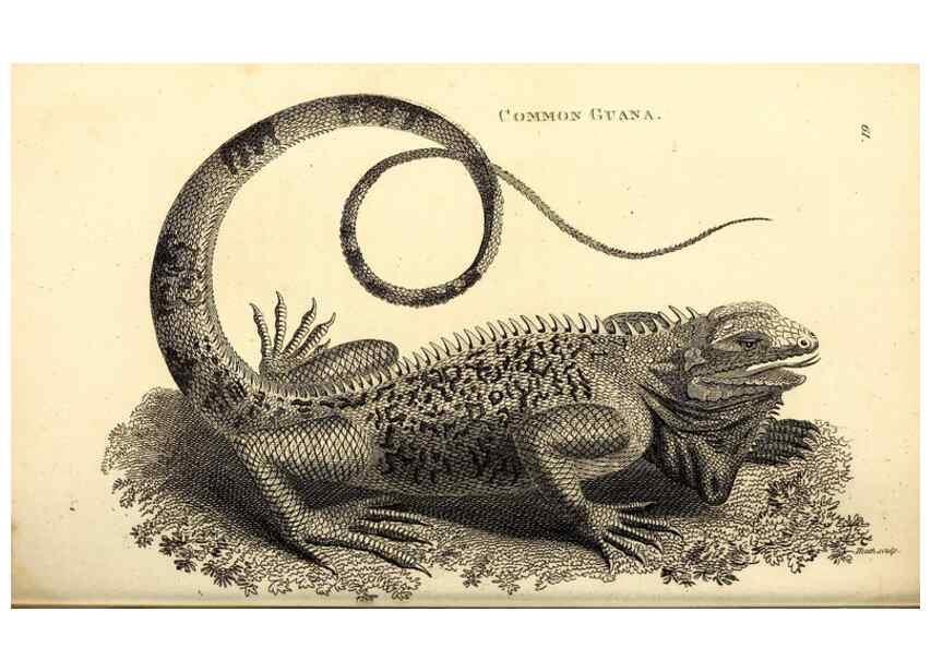Reproducción/Reproduction 49826852091: General zoology, or Systematic natural history. London,Printed for G. Kearsley,1800-1826.. 