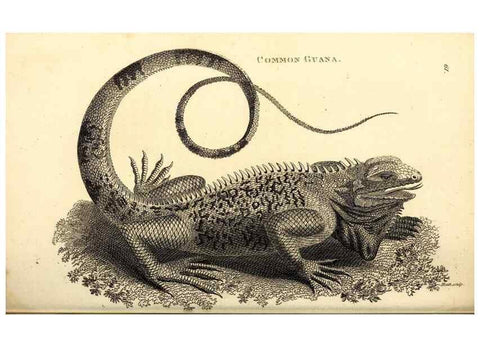 Reproducción/Reproduction 49826852091: General zoology, or Systematic natural history. London,Printed for G. Kearsley,1800-1826.. 